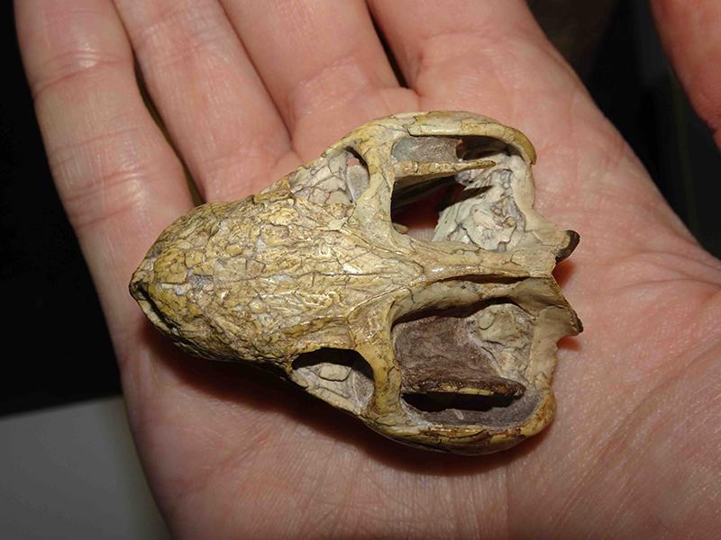 Boreogomphodon, a small cynodont from the Triassic of North Carolina.